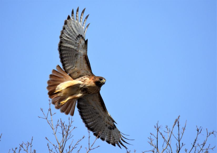 Red-tailed Hawk Buteo jamaicensis, Hunterdon County NJ